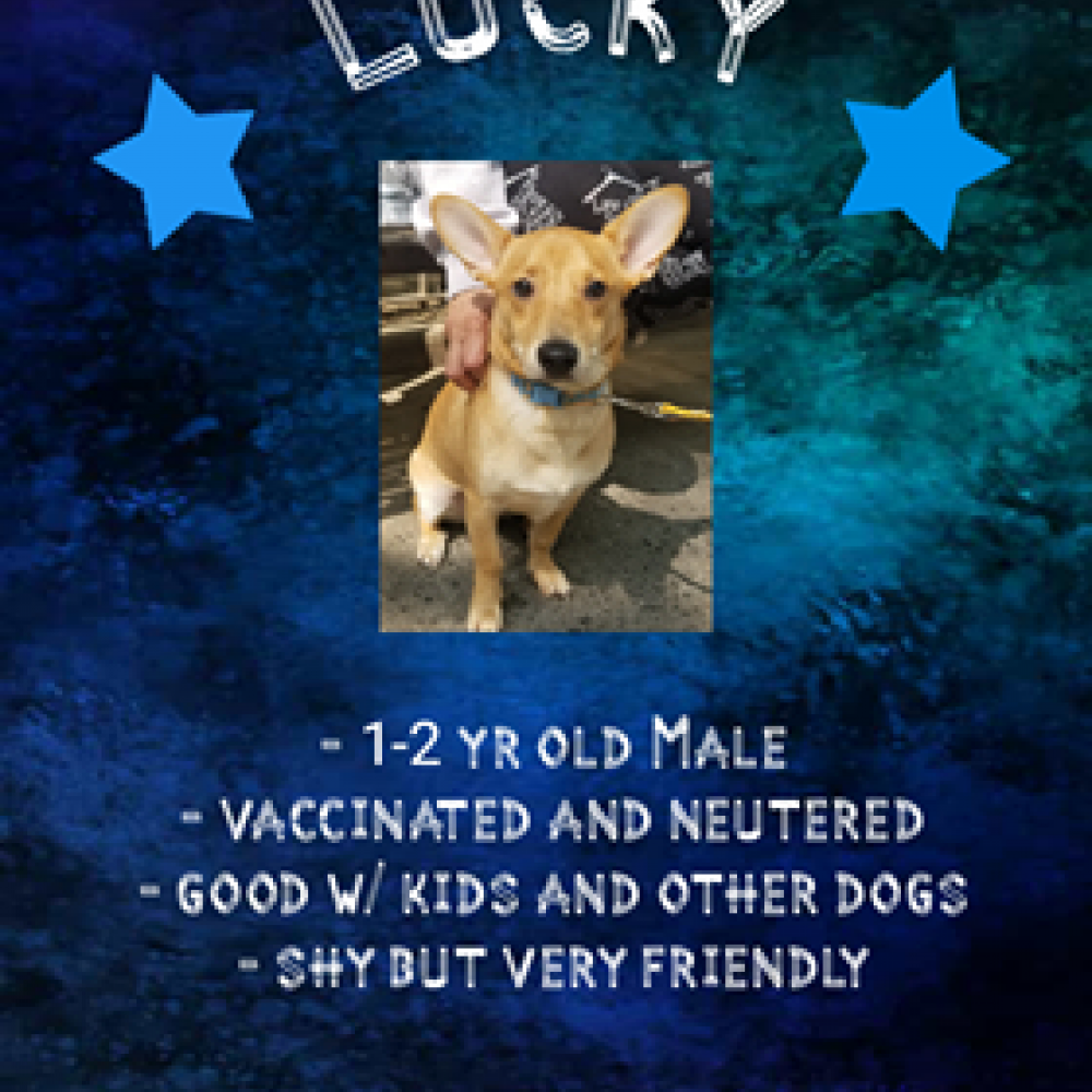 Lucky(adopted)