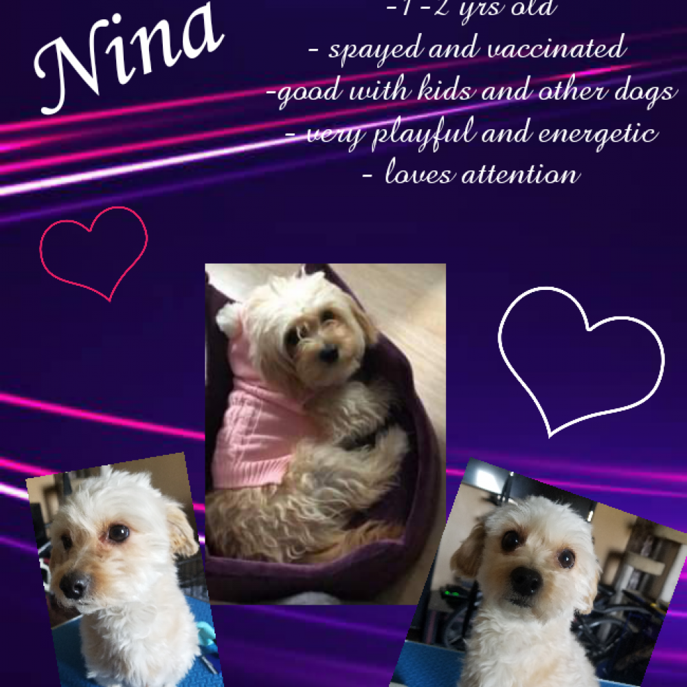 Nina(adopted)