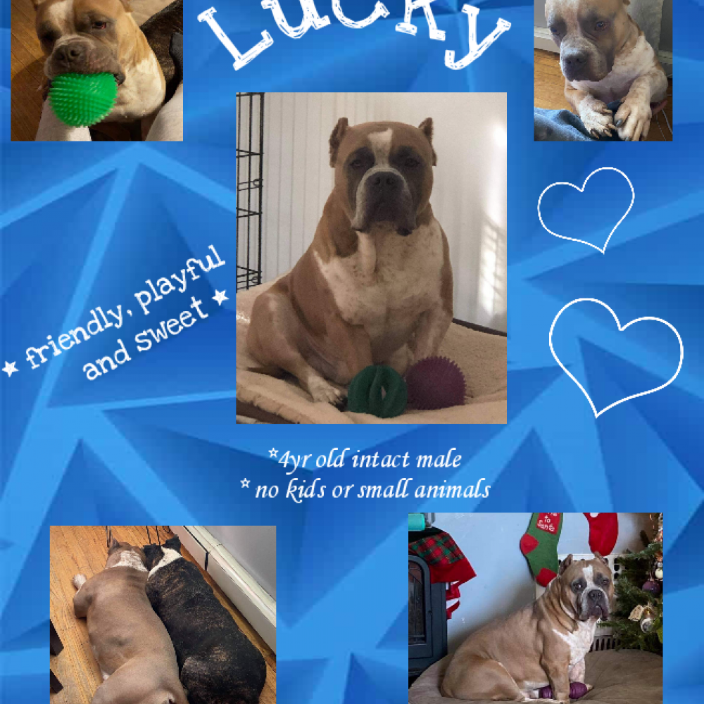 Lucky(adopted)