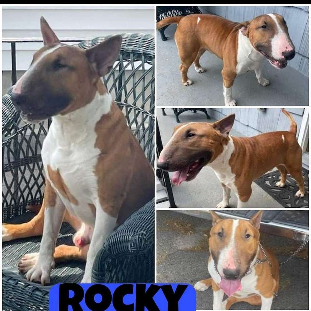 Rocky(rehomed)