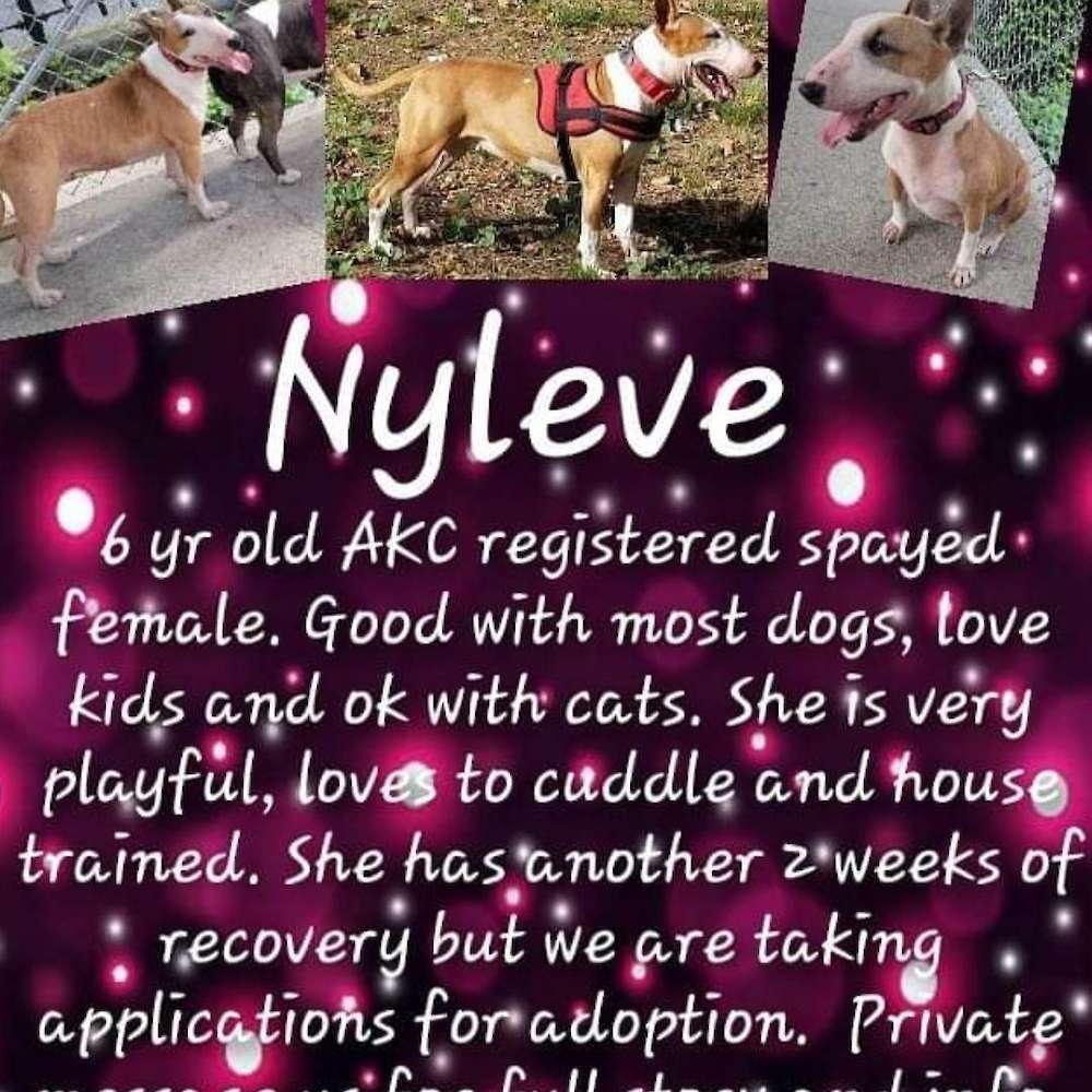 Nyleve(rehomed)